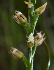 Prasophyllum pulchellum