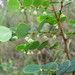 Phyllanthus dallachyanus - Photo (c) sworboys, algunos derechos reservados (CC BY-NC), subido por sworboys