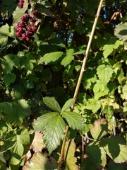 Rubus