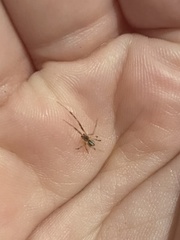Cryptachaea blattea