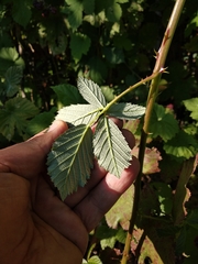 Rubus