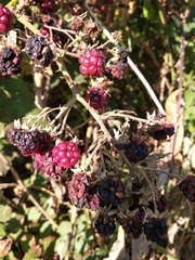 Rubus