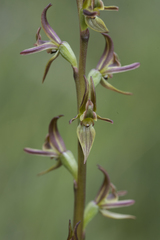 Prasophyllum rostratum