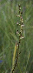 Prasophyllum rostratum
