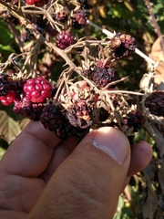 Rubus
