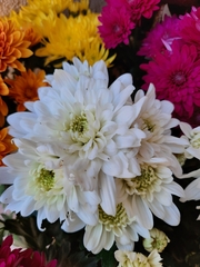 Chrysanthemum morifolium