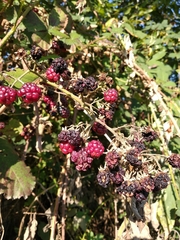 Rubus