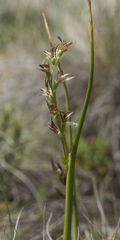 Prasophyllum sphacelatum