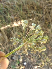 Allium