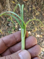 Allium