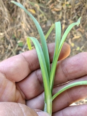 Allium