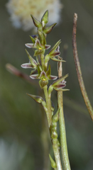 Prasophyllum taphanyx