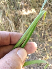 Allium