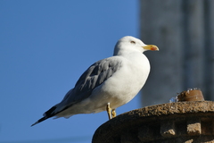 Larus michahellis