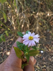 Symphyotrichum