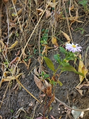 Symphyotrichum