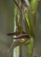 Prasophyllum sphacelatum