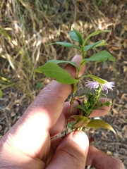 Symphyotrichum