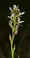 Prasophyllum tunbridgense
