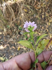 Symphyotrichum
