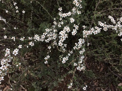 Leptospermum divaricatum