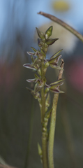 Prasophyllum taphanyx
