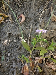 Symphyotrichum