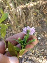 Symphyotrichum