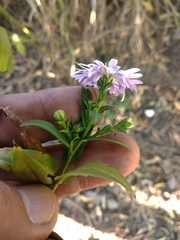 Symphyotrichum
