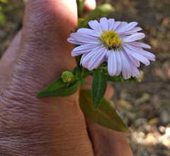 Symphyotrichum