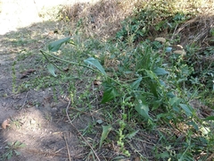 Atriplex micrantha