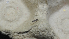 Parornix geminatella