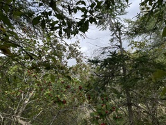 Crataegus coccinea