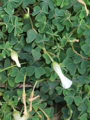 Oxalis lanata