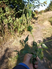 Atriplex micrantha