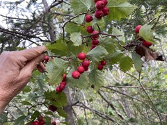 Crataegus coccinea