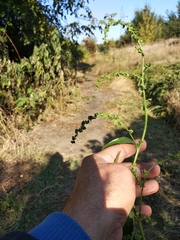 Atriplex micrantha