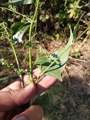 Atriplex micrantha
