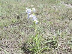 Penstemon guadalupensis