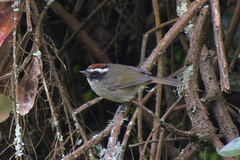 Basileuterus melanogenys