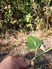 Atriplex micrantha