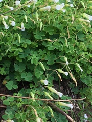 Oxalis lanata