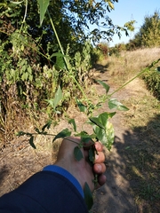 Atriplex micrantha