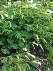 Oxalis lanata