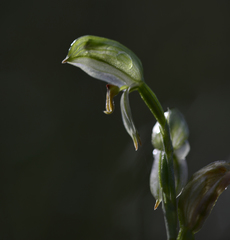 Pterostylis williamsonii