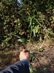 Atriplex micrantha