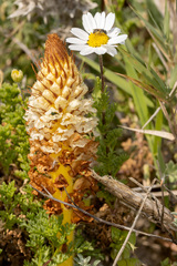 Orobanche densiflora