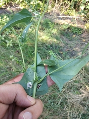 Atriplex micrantha