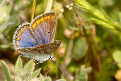 Polyommatus celina