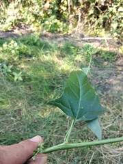Atriplex micrantha